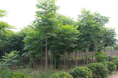 百草園苗木銷售中心 供應(yīng)優(yōu)質(zhì)6m欒樹 防護(hù)樹 優(yōu)質(zhì)欒樹 行道樹 欒樹苗 綠化苗木 欒樹供應(yīng) 欒樹價(jià)格圖片_高清圖_細(xì)節(jié)圖-沭陽縣百草園苗木銷售中心