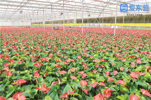 堅(jiān)定不移推動(dòng)高質(zhì)量發(fā)展 鮮花拓開富民路