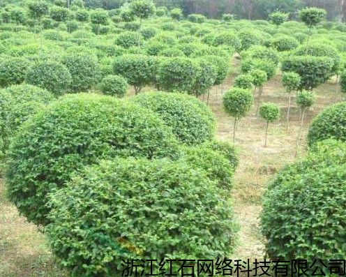 隨州真實(shí)的苗木大數(shù)據(jù)金銀花苗木,苗木交易平臺 詳情報價