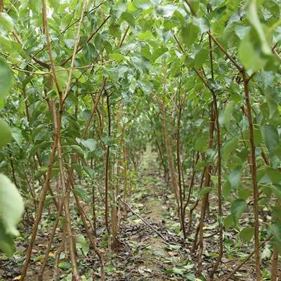 【最新杏樹價(jià)格 杏樹的價(jià)格 源昊苗木 最近杏樹價(jià)格是多少圖片】最新杏樹價(jià)格 杏樹的價(jià)格 源昊苗木 最近杏樹價(jià)格是多少圖片大全 - 邳州市源昊綠化苗木種植家庭農(nóng)場