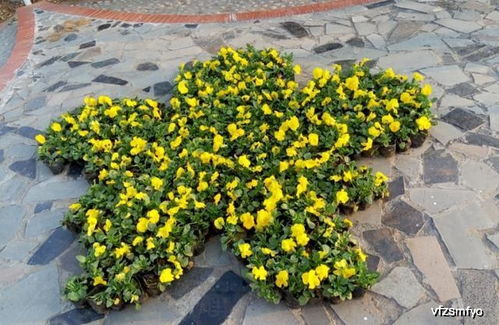 這種花卉,欣賞價(jià)值高,一株苗上開出3色花,養(yǎng)上一盆居家添點(diǎn)色