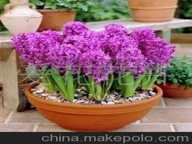 進(jìn)口風(fēng)信子價(jià)格 進(jìn)口風(fēng)信子批發(fā) 進(jìn)口風(fēng)信子廠家