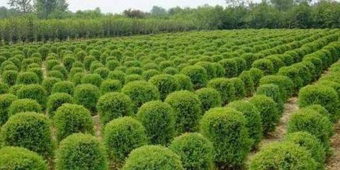 海南造林綠化苗木價(jià)格報(bào)價(jià)