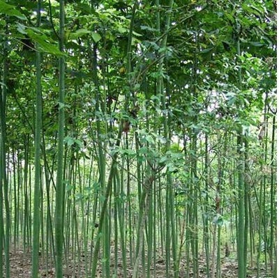 綠化苗28 -福建興輝苗木 產品展示(福建紅繡球、福建興輝苗木 、紅葉石蘭)-金泉網