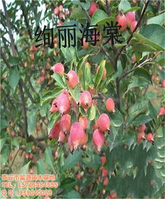 絢麗海棠苗 山東絢麗海棠苗 留源苗木 優(yōu)質商家 高清圖片 高清大圖