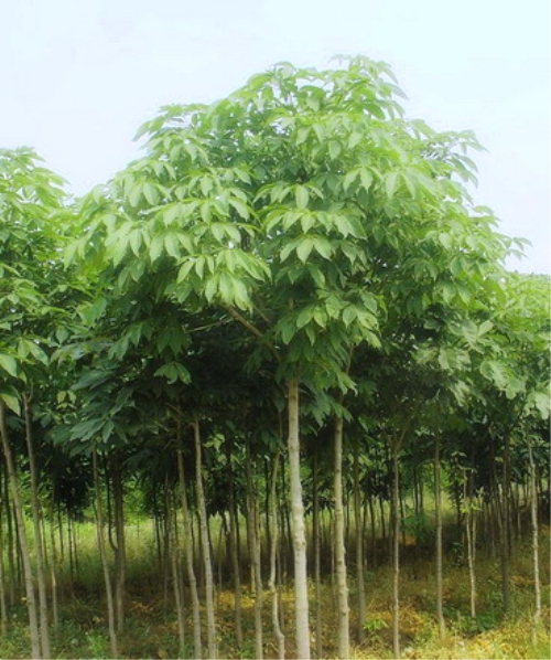 七葉樹-浙江省海寧市長安苗木桑苗示范園區(qū) 產品展示(浙江.