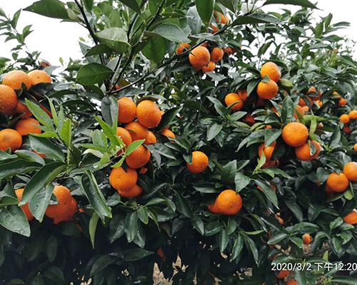 湖南千思農(nóng)林科技公司 圖 無(wú)核沃柑苗種植 宜昌無(wú)核沃柑苗高清圖片 高清大圖