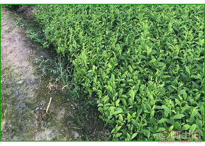 【福鼎大白茶苗價格】福鼎大白茶苗價格,價格,廠家,供應商,花木、果木種苗,雅安市名山區惠農苗木種植農民專業合作社 - 產品庫