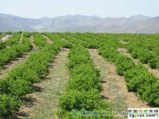 供應正宗九豐一號苗木價格_供應正宗九豐一號苗木廠家_世界工廠網產品信息庫