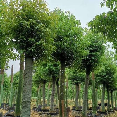 10-30公分香樟樹基地批發(fā)價(jià)格 胸徑30公分大葉香樟 優(yōu)質(zhì)香樟樹 紅成苗木