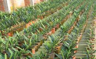 雪松,龍柏,蜀檜,鑫磊苗木_農(nóng)副產(chǎn)品_世界工廠網(wǎng)中國(guó)產(chǎn)品信息庫(kù)