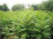 供應(yīng)博野華林苗木苗圃|博野苗圃報(bào)價(jià)_安全防護(hù)_世界工廠網(wǎng)中國(guó)產(chǎn)品信息庫(kù)