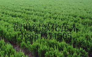 供應(yīng)沭陽龍柏價(jià)格江蘇龍柏價(jià)格龍柏報(bào)價(jià)_農(nóng)副產(chǎn)品_世界工廠網(wǎng)中國(guó)產(chǎn)品信息庫(kù)