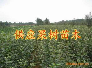 長期大量供應(yīng)各種果樹苗木核桃苗指導(dǎo)價 長期大量供應(yīng)各種果樹苗木核桃苗行情 陜西楊凌錦繡萬畝果樹苗木繁育基地