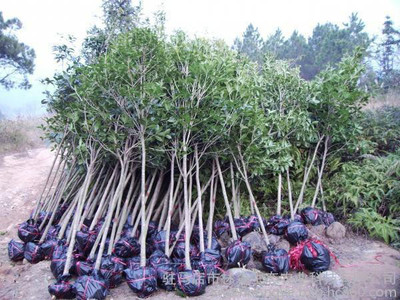 流蘇蘿卜絲花 牛筋子 烏金子 茶葉樹 四月雪觀賞行道其他綠化苗木土球價廠家直銷