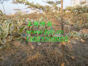 培育什么綠化苗木好銷路