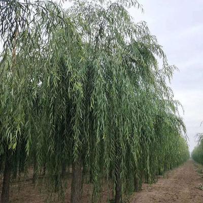 垂柳基地出售--垂柳批發_苗木產品圖片