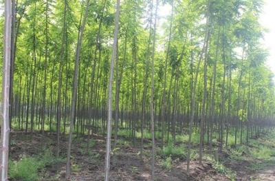 10畝地農村小伙放棄耕田種速生樹,年底收入100萬讓村民看紅了眼