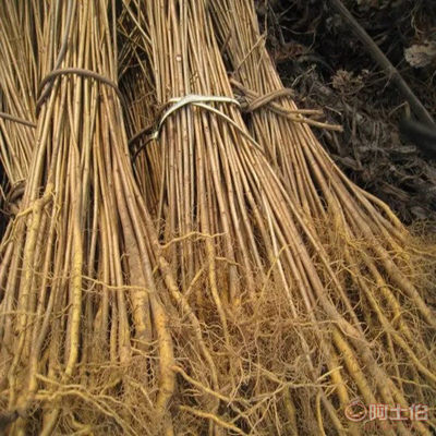 【黃菠蘿苗廠家/占地苗/藥材苗】寬城區(qū)永發(fā)苗木培育基地 - 產(chǎn)品庫