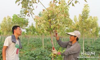 博野 苗木產(chǎn)業(yè)年產(chǎn)值超5億 帶動(dòng)5萬(wàn)戶(hù)村民增收致富