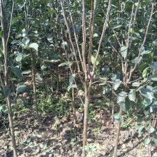 大葉女貞苗圃?xún)r(jià)格 大葉女貞苗圃公司 圖片 視頻