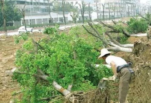 苗木移栽成活,經(jīng)驗(yàn)買(mǎi)不到的技能