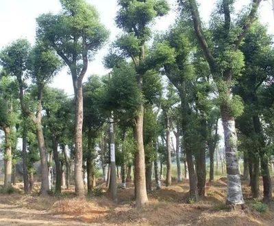 苗木生產方式與其背后的利益鏈!