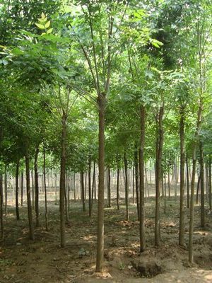 國槐小苗,1-3公分國槐小苗數十萬株直銷中_山東祥宸苗木種植基地_95供求網