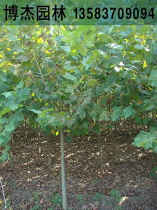 2公分法桐小苗河北唐山法桐樹(shù)價(jià)格