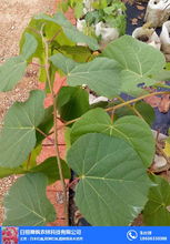 濟(jì)南歐洲椴樹苗 舜楓農(nóng)林 推薦商家 歐洲椴樹苗采購高清圖片 高清大圖