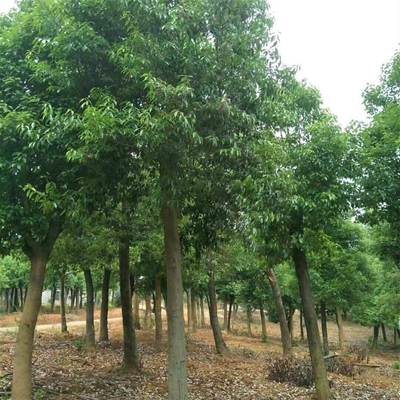 紅果冬青苗木產(chǎn)地 截桿發(fā)冒紅果冬青苗木供應(yīng)