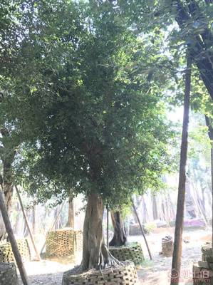 【小葉榕苗木直轄、品質(zhì)保證、最新報價】綠化苗木,價格,廠家,供應(yīng)商,花木,龍海市東泗興輝園藝場 - 產(chǎn)品庫