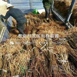 【新梨7號梨苗批發(fā)基地、新梨7號梨苗多少錢一棵】-