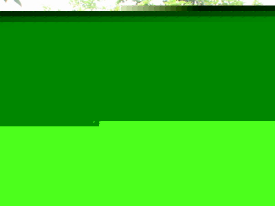 供應桂花、含笑