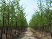 供應山東銀杏苗木,優(yōu)質銀杏苗木,銀杏樹_紡織、皮革_世界工廠網(wǎng)中國產品信息庫