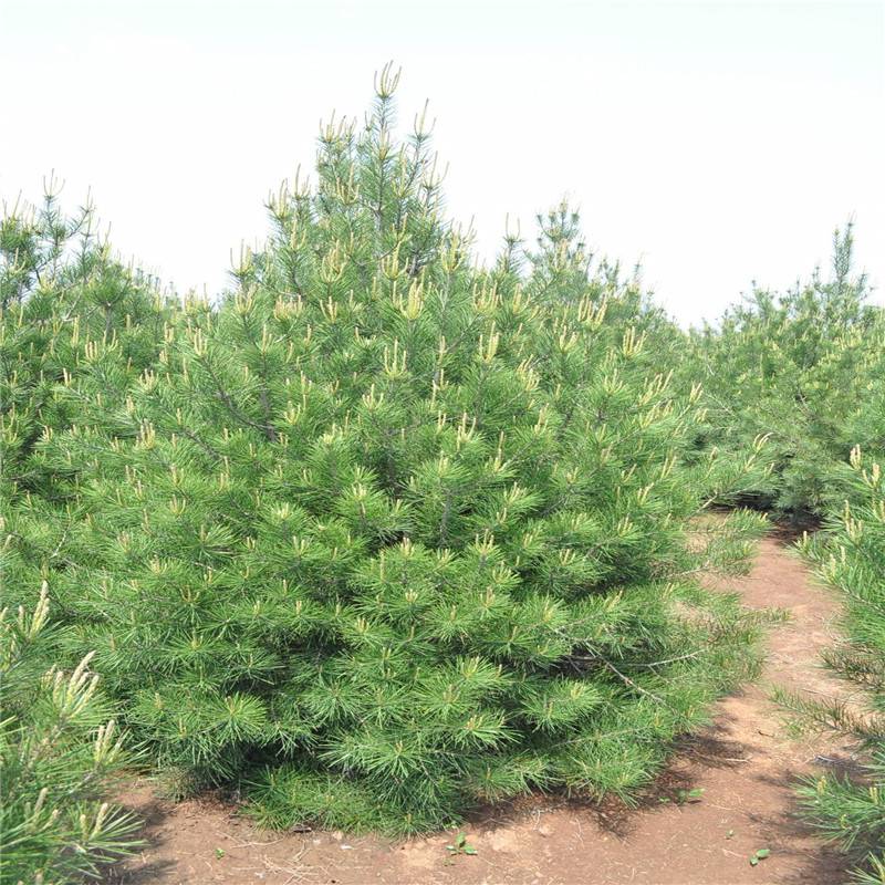 大興 國槐 龍柏 苗木價(jià)格