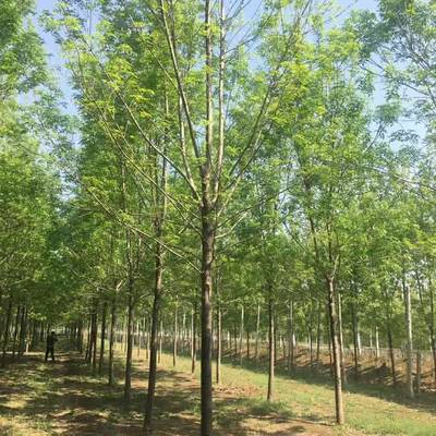 20公分白蠟多少錢 12公分白蠟 德祥苗木 *近白蠟價(jià)格