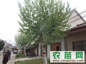 法桐價格 法桐信息 南京發(fā)桐信息指導(dǎo)價 法桐價格 法桐信息 南京發(fā)桐信息廠商 法桐價格 法桐信息 南京發(fā)桐信息廠商 圖 盡在農(nóng)苗網(wǎng) 南京青蓮苗木場