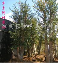 綠化苗木產(chǎn)品,苗木圖片信息 387