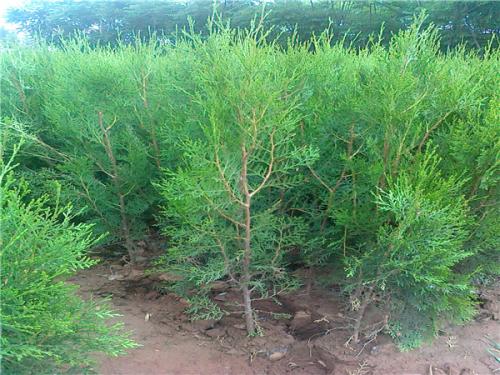 日本紅楓苗木 上海日本紅楓苗木多少錢 天闊苗木