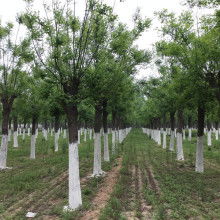 2020綠化苗木價(jià)格 報(bào)價(jià) 綠化苗木批發(fā) 第6頁(yè) 園林網(wǎng)