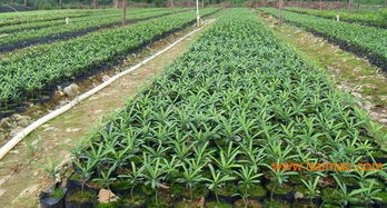 羅漢松產地,大羅漢松,羅漢松價格表,綠盛苗木很專業,羅漢松產地,大羅漢松,羅漢松價格表,綠盛苗木很專業生產廠家,羅漢松產地,大羅漢松,羅漢松價格表,綠盛苗木很專業價格