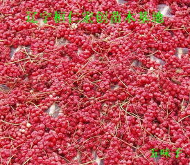 五味子苗價格 五味子小苗 五味子基地 遼寧五味子