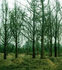 苗木供應信息 - 中國花木資訊網(wǎng) | 園林苗木報價、供求信息與花木行情分析