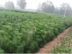 花卉苗木供應 黑松、側(cè)柏、油松種植指南與市場前景